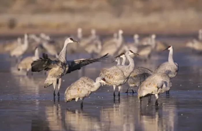 Framed Print : Sandhill Crane, Grus canadensis, group at roosting place, Bosque del Apache National Framed Print : Sandhill Crane, Grus canadensis, group at roosting place, Bosque del Apache National
