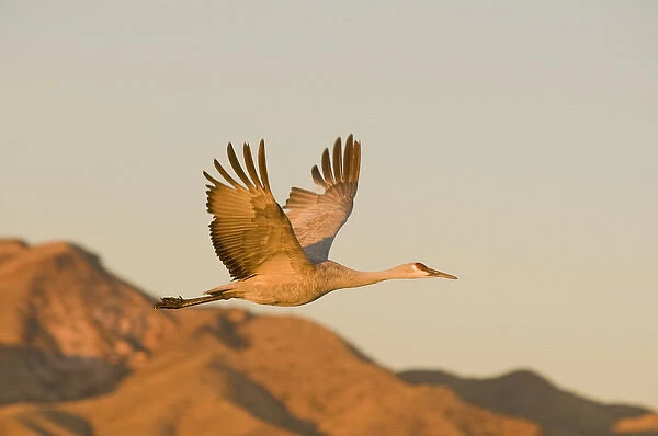 Sandhill crane, grus canadensis, takes flight from a farm pond in early morning