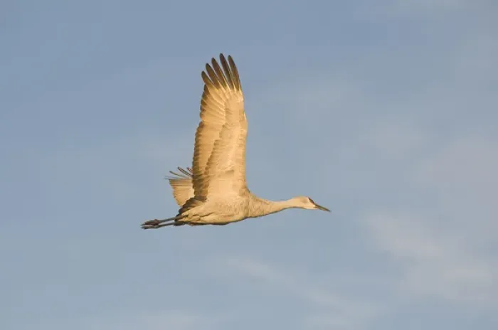 Framed Print : Sandhill crane, grus canadensis, takes flight from a farm pond in early morning Framed Print : Sandhill crane, grus canadensis, takes flight from a farm pond in early morning