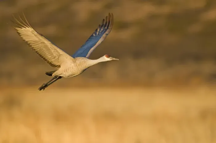 Framed Print : Sandhill crane, grus canadensis, takes flight from a farm pond in early morning Framed Print : Sandhill crane, grus canadensis, takes flight from a farm pond in early morning