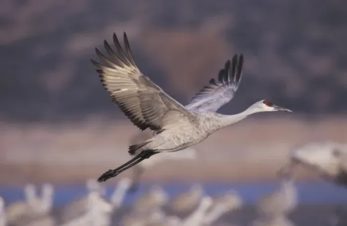 Framed Print : Sandhill Crane, Grus canadensis, adult in flight, Bosque del Apache National Wildlife Refuge