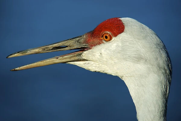 Sandhill crane, Grus canadensis with beak open in call