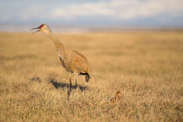 sandhill crane, Grus canadensis, with chick, 1002 area of the Arctic National Wildlife Refuge