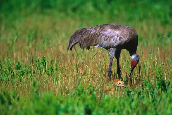Framed Print : Sandhill Crane (Grus canadensis) with chick. USA, Florida, Myakka River State Park
