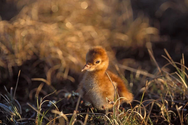 sandhill crane, Grus canadensis, chick in the grass, 1002 area of Arctic National Wildlife Refuge