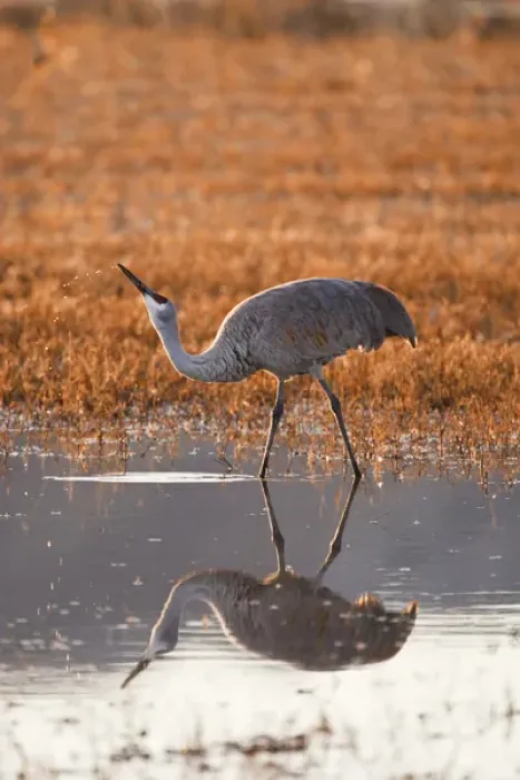 Framed Print : Sandhill Crane (Grus canadensis) drinking, New Mexico