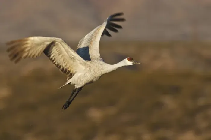 Framed Print : Sandhill Crane (Grus canadensis) in flight, New Mexico Framed Print : Sandhill Crane (Grus canadensis) in flight, New Mexico