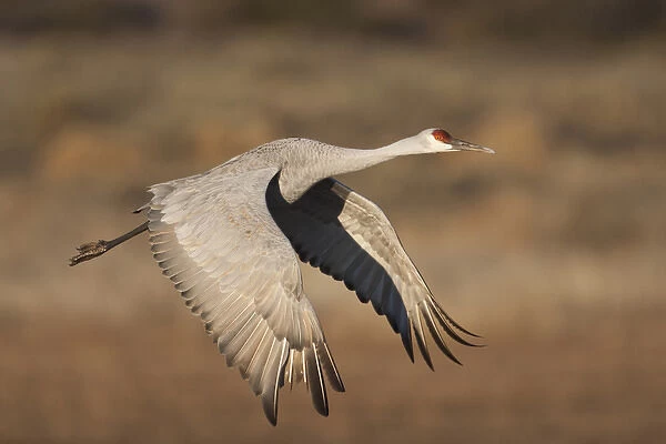 Sandhill Crane (Grus canadensis) in flight, New Mexico
