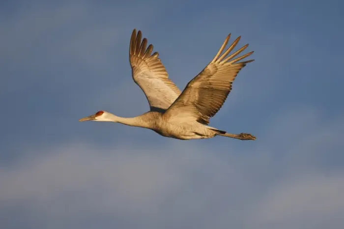 Framed Print : Sandhill Crane (Grus canadensis) in flight, New Mexico