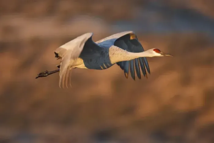 Framed Print : Sandhill Crane (Grus canadensis) in flight, New Mexico Framed Print : Sandhill Crane (Grus canadensis) in flight, New Mexico