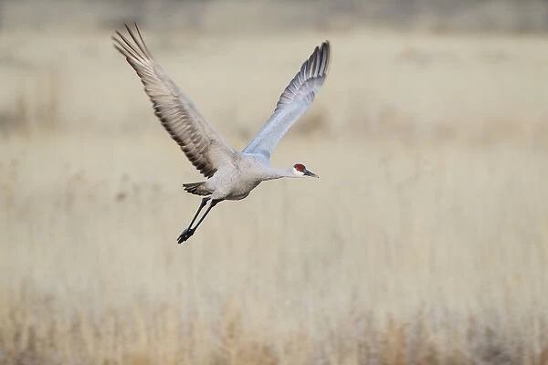 Sandhill Crane (Grus canadensis) in flight over grassland