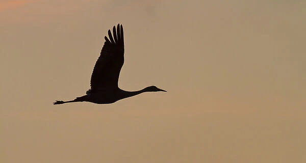 Sandhill crane (Grus canadensis) flying at dawn, Platte river, Nebraska
