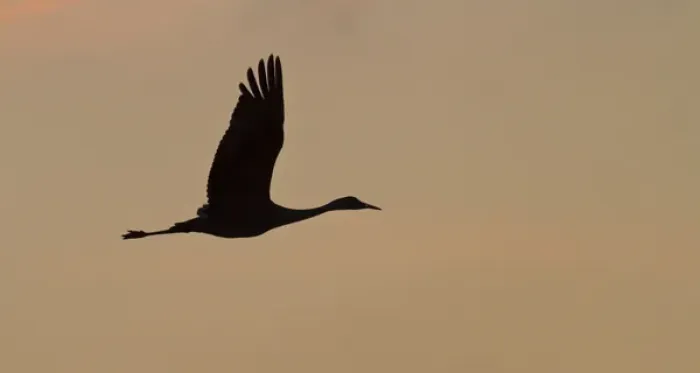 Framed Print : Sandhill crane (Grus canadensis) flying at dawn, Platte river, Nebraska Framed Print : Sandhill crane (Grus canadensis) flying at dawn, Platte river, Nebraska