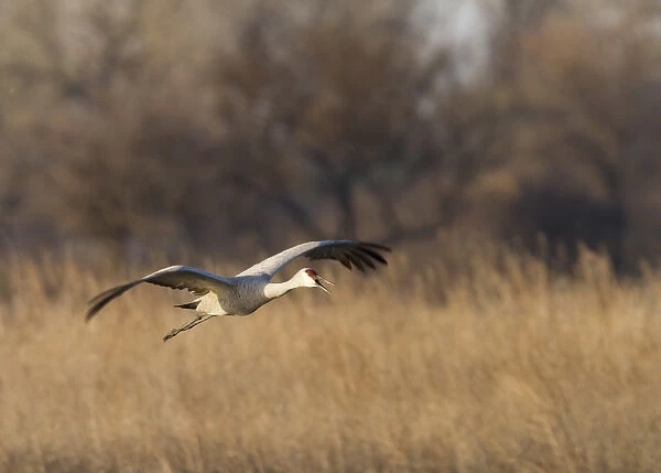 Sandhill crane (Grus canadensis) flying at dusk, Platte river, Nebraska