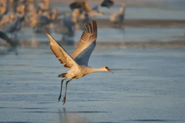 Framed Print : Sandhill Crane (Grus canadensis) flying from roost, New Mexico