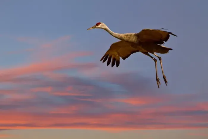 Framed Print : Sandhill Crane (Grus canadensis) landing at sunset Framed Print : Sandhill Crane (Grus canadensis) landing at sunset