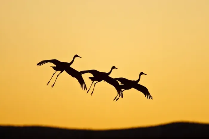 Framed Print : Sandhill Crane (Grus canadensis) landing at sunset, New Mexico Framed Print : Sandhill Crane (Grus canadensis) landing at sunset, New Mexico
