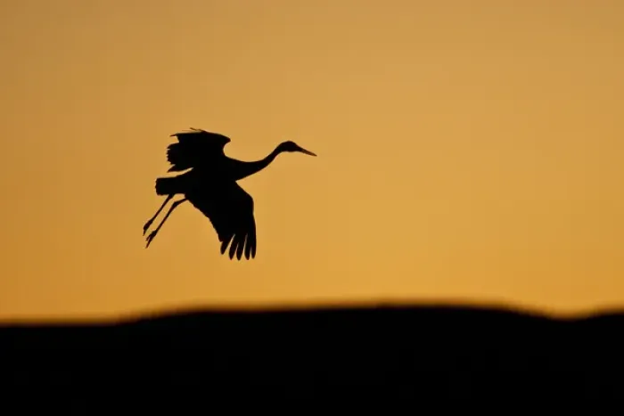 Framed Print : Sandhill Crane (Grus canadensis) landing at sunset, New Mexico Framed Print : Sandhill Crane (Grus canadensis) landing at sunset, New Mexico