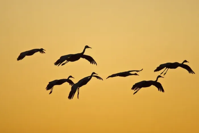 Framed Print : Sandhill Crane (Grus canadensis) landing at sunset, New Mexico Framed Print : Sandhill Crane (Grus canadensis) landing at sunset, New Mexico