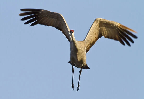 Sandhill crane (Grus canadensis), Platte river, Nebraska