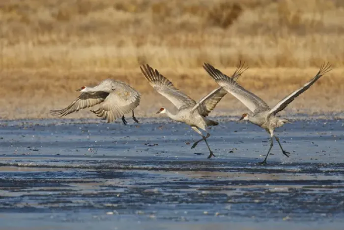 Framed Print : Sandhill Crane (Grus canadensis) running on ice as they take flight, New Mexico Framed Print : Sandhill Crane (Grus canadensis) running on ice as they take flight, New Mexico