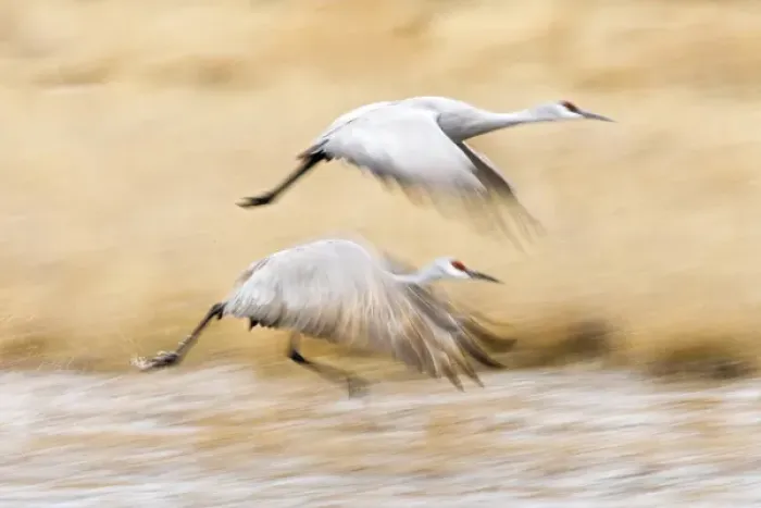 Framed Print : Sandhill Crane (Grus canadensis) in running take-off from roost at Bosque del Apache Framed Print : Sandhill Crane (Grus canadensis) in running take-off from roost at Bosque del Apache