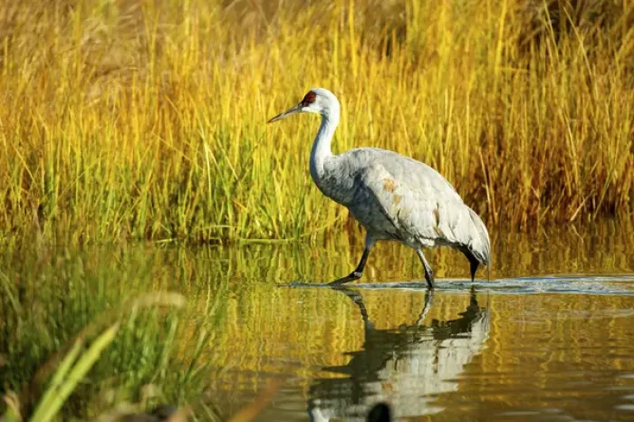 Framed Print : Sandhill crane, Grus canadensis, stalking in marsh