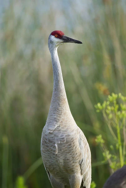 Sandhill crane, Grus canadensis, Viera wetlands, Florida