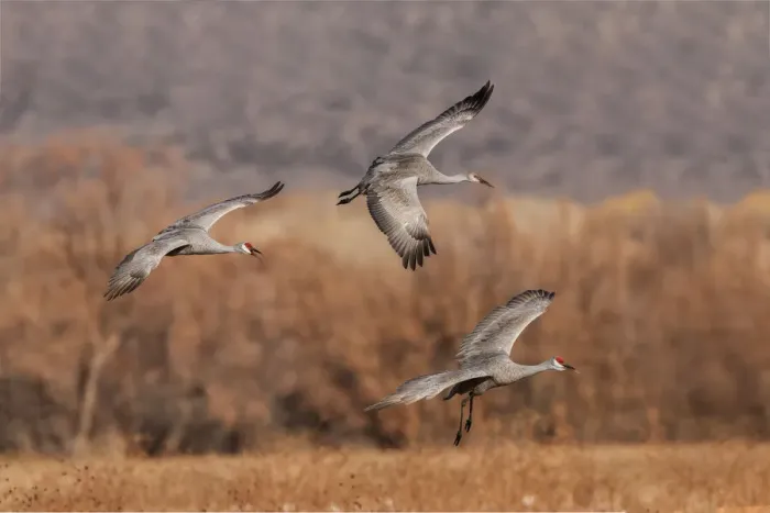 Framed Print : Sandhill crane landing. Bosque del Apache National Wildlife Refuge, New Mexico