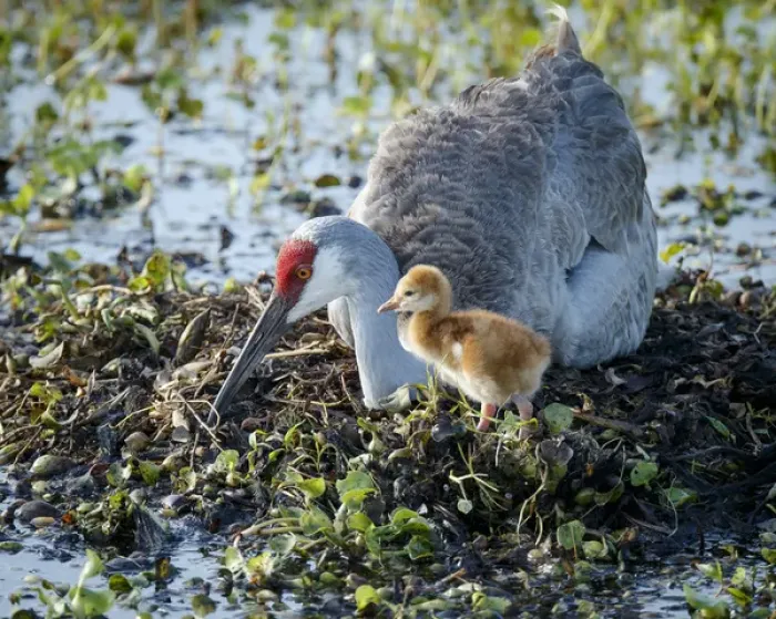 Framed Print : Sandhill crane on nest with 2 day old colt, waiting on second egg to hatch, Grus canadensis Framed Print : Sandhill crane on nest with 2 day old colt, waiting on second egg to hatch, Grus canadensis