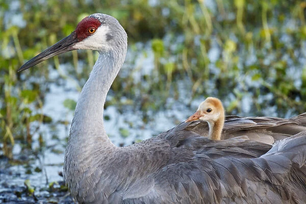 Sandhill crane on nest with baby on back, Grus canadensis, Florida, wild