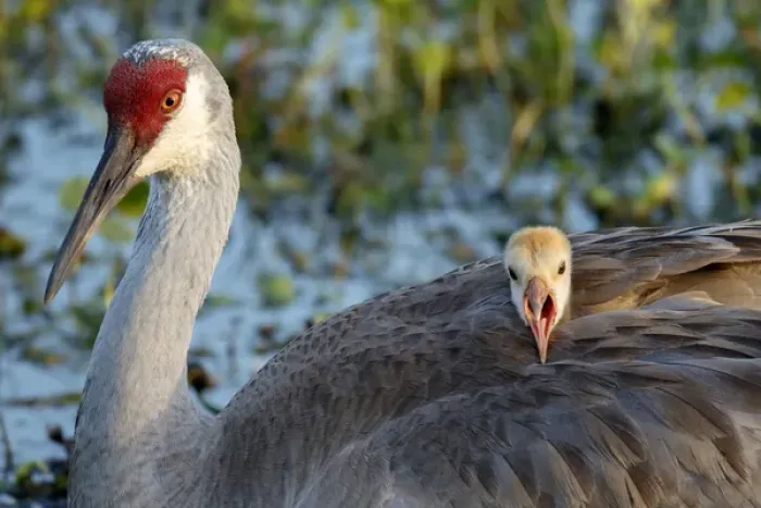 Framed Print : Sandhill crane on nest with baby on back, Grus canadensis, Florida, wild Framed Print : Sandhill crane on nest with baby on back, Grus canadensis, Florida, wild