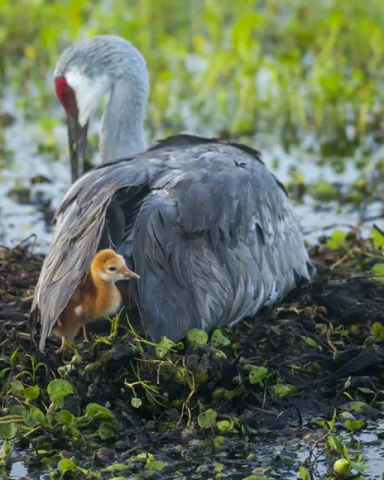 Framed Print : Sandhill crane on nest with colt under wing, Grus canadensis, Florida, wild Framed Print : Sandhill crane on nest with colt under wing, Grus canadensis, Florida, wild