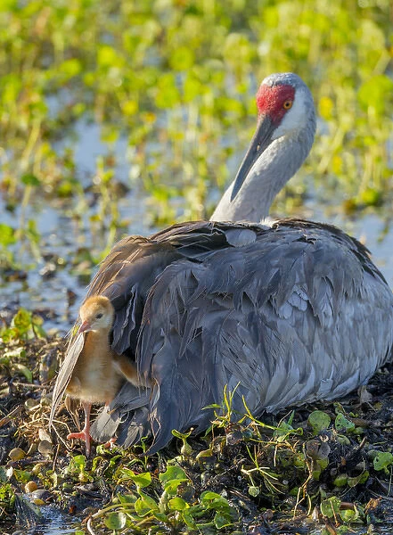 Sandhill crane on nest with one day old colt peaking out of feathers, Grus canadensis