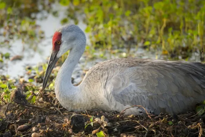 Framed Print : Sandhill crane, rebuilding nest, Grus canadensis, Florida, wild Framed Print : Sandhill crane, rebuilding nest, Grus canadensis, Florida, wild