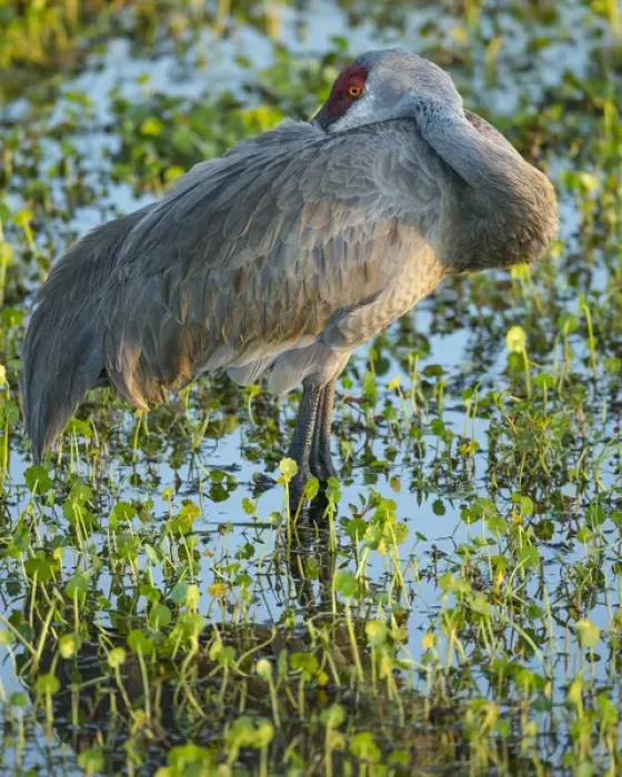 Framed Print : Sandhill crane resting, Grus canadensis, Florida, wild Framed Print : Sandhill crane resting, Grus canadensis, Florida, wild
