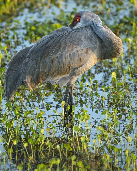 Sandhill crane resting, Grus canadensis, Florida, wild