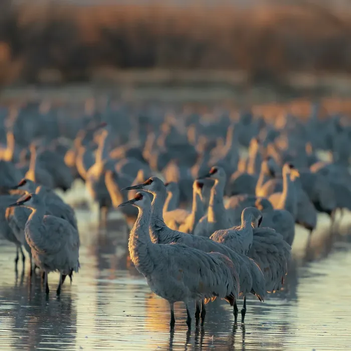 Framed Print : Sandhill crane roosting pond at sunrise, Bernardo Wildlife Area, New Mexico