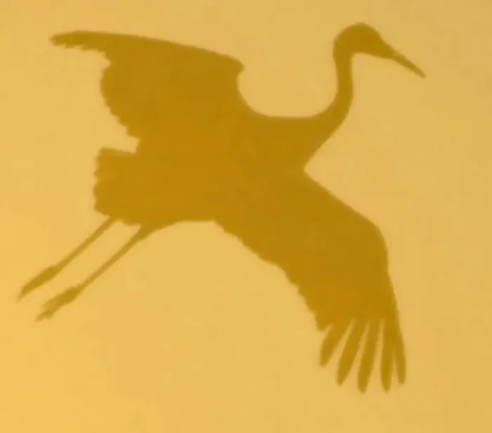 Framed Print : Sandhill crane silhouette at sunset over Bosque del Apache National Wildlife Refuge, N Framed Print : Sandhill crane silhouette at sunset over Bosque del Apache National Wildlife Refuge, N