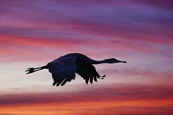 Sandhill crane silhouetted flying at sunset. Bosque del Apache National Wildlife Refuge, New Mexico