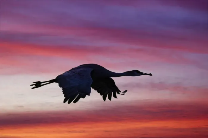 Framed Print : Sandhill crane silhouetted flying at sunset. Bosque del Apache National Wildlife Refuge, New Mexico Framed Print : Sandhill crane silhouetted flying at sunset. Bosque del Apache National Wildlife Refuge, New Mexico