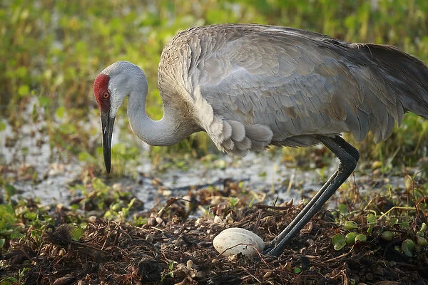 Sandhill crane squatting back on nest, Grus canadensis, Florida, wild
