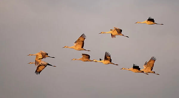 Sandhill cranes come in for the night in the Sacramento Valley