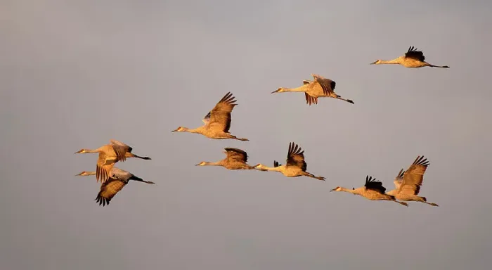Framed Print : Sandhill cranes come in for the night in the Sacramento Valley Framed Print : Sandhill cranes come in for the night in the Sacramento Valley