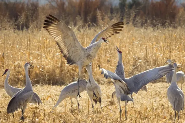Framed Print : Sandhill Cranes in the corn fields, Grus canadensis, Bosque del Apache NWR Framed Print : Sandhill Cranes in the corn fields, Grus canadensis, Bosque del Apache NWR