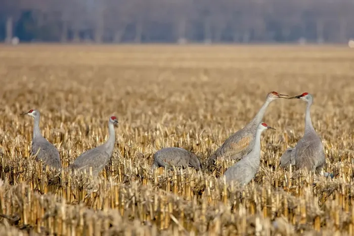 Framed Print : Sandhill cranes in cornfield in Nebraska during spring migration Framed Print : Sandhill cranes in cornfield in Nebraska during spring migration