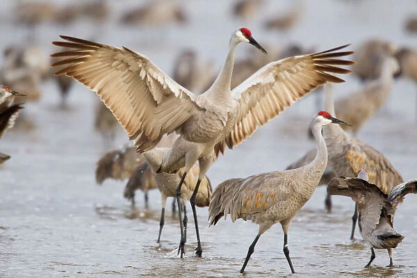 Sandhill cranes dancing on the Platte River near Kearney, Nebraska, USA
