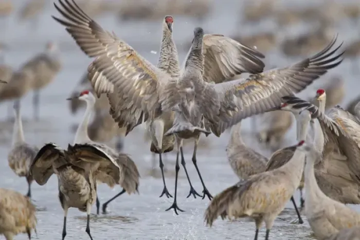 Framed Print : Sandhill cranes dancing on the Platte River near Kearney, Nebraska, USA Framed Print : Sandhill cranes dancing on the Platte River near Kearney, Nebraska, USA