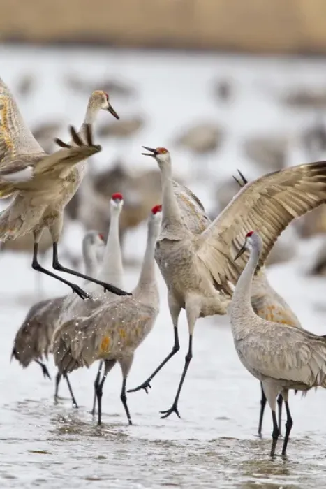 Framed Print : Sandhill cranes dancing on the Platte River near Kearney, Nebraska, USA