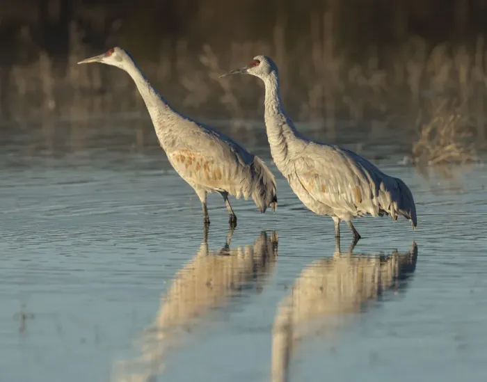 Framed Print : Sandhill cranes at dawn, Grus canadensis, Bosque del Apache National Wildlife Refuge